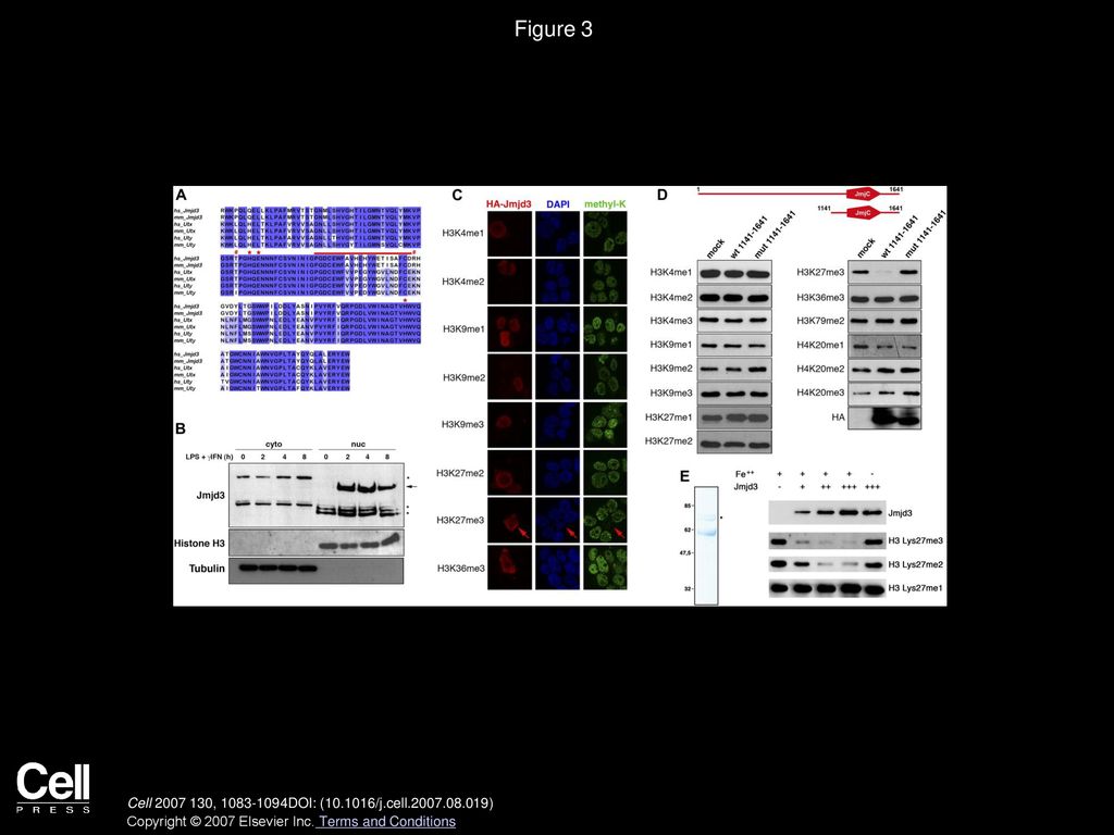 Volume 130, Issue 6, Pages (September 2007) - ppt download