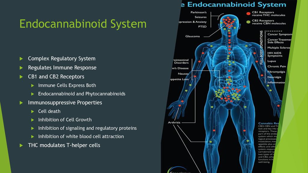 Cannabis & Autoimmune Disorders - ppt download