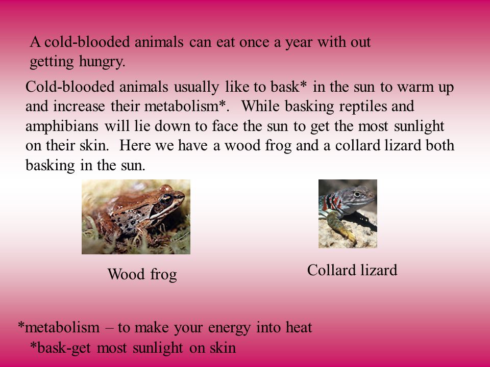 Cold-blooded Vs Warm-blooded By:Ehsaan. - ppt video online download Cold-blooded Vs Warm-blooded By:Ehsaan. - ppt video online download
