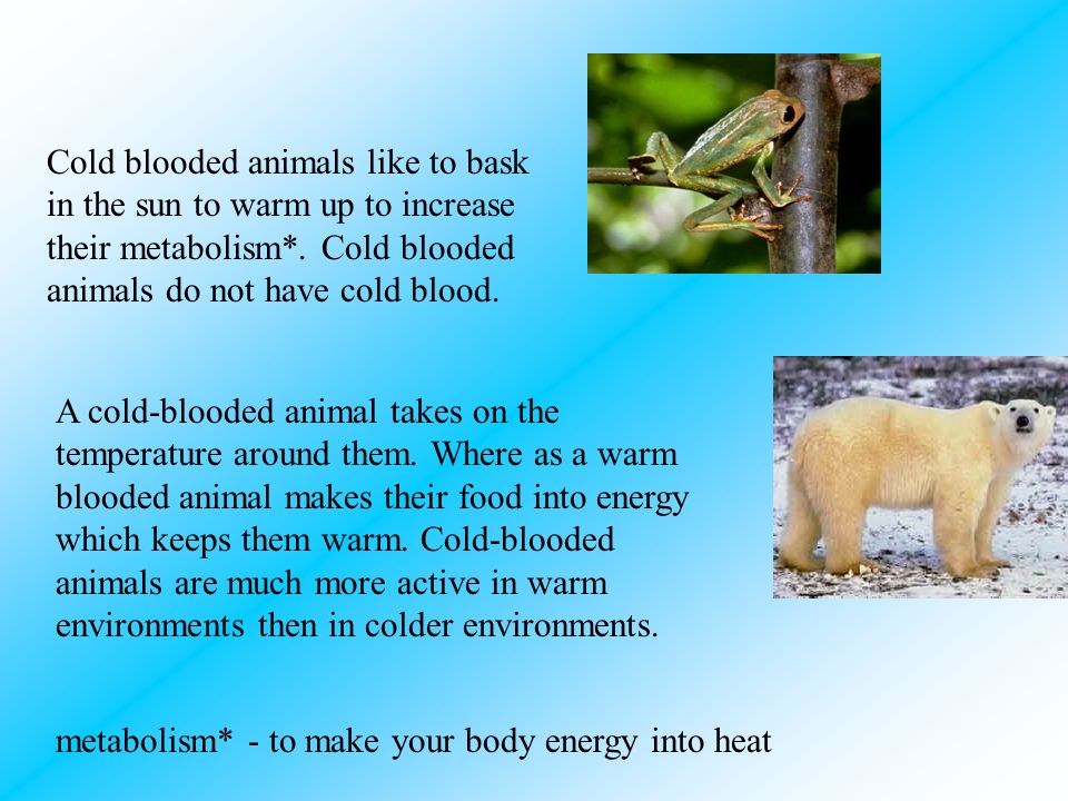 Cold-blooded vs Warm-blooded By Cindy. - ppt video online download