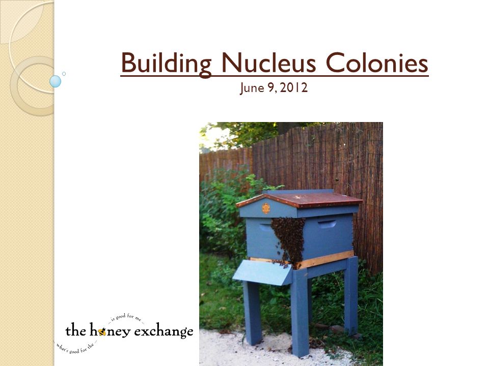 Building Nucleus Colonies June 9, 2012