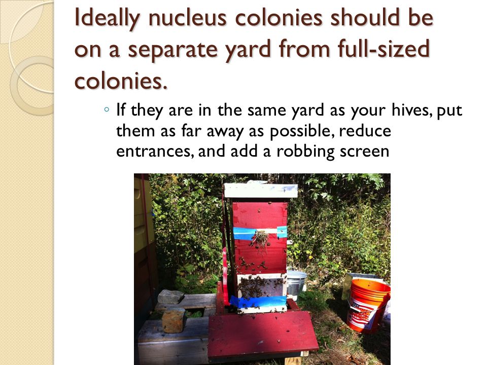 Ideally nucleus colonies should be on a separate yard from full-sized colonies.
