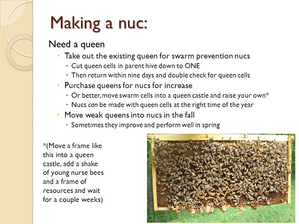 Making a nuc: Need a queen