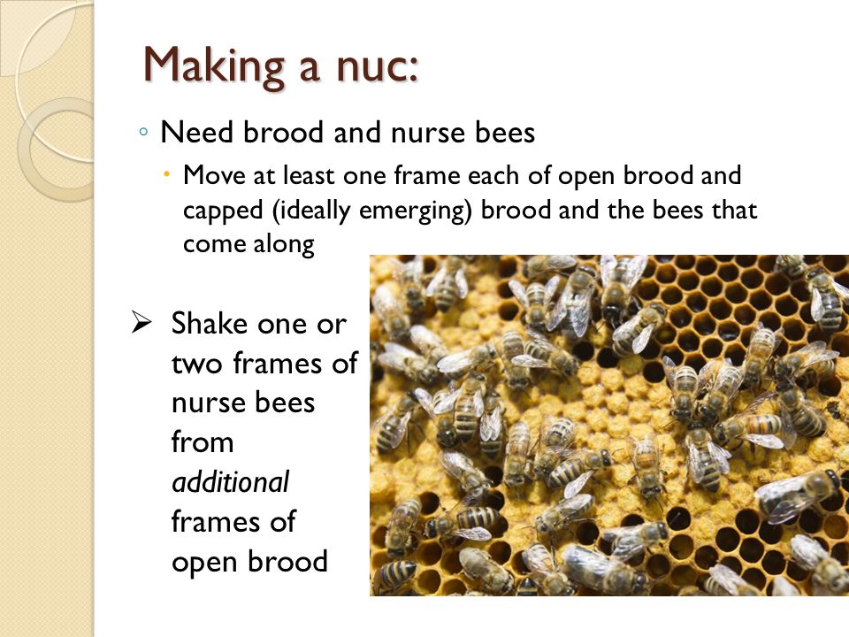 Making a nuc: Need brood and nurse bees