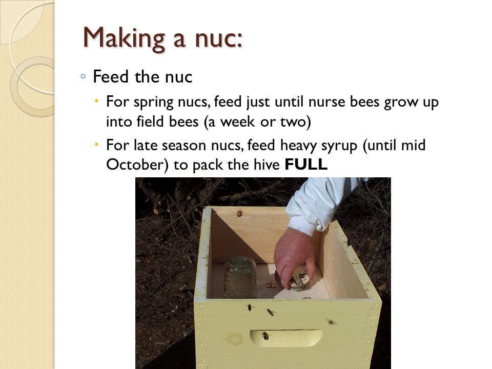 Making a nuc: Feed the nuc