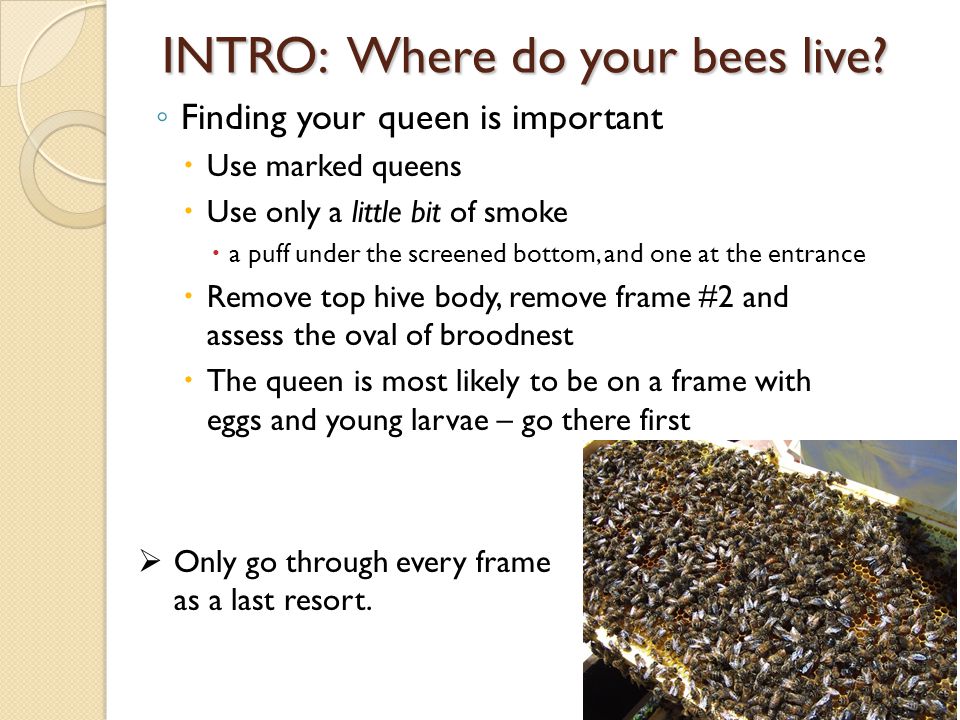 INTRO: Where do your bees live