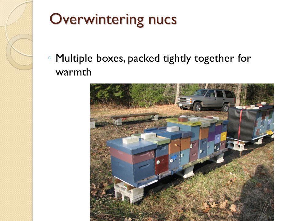 Overwintering nucs Multiple boxes, packed tightly together for warmth