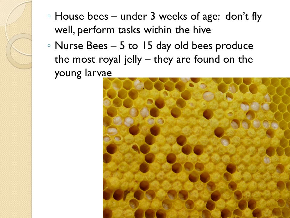 House bees – under 3 weeks of age: don’t fly well, perform tasks within the hive