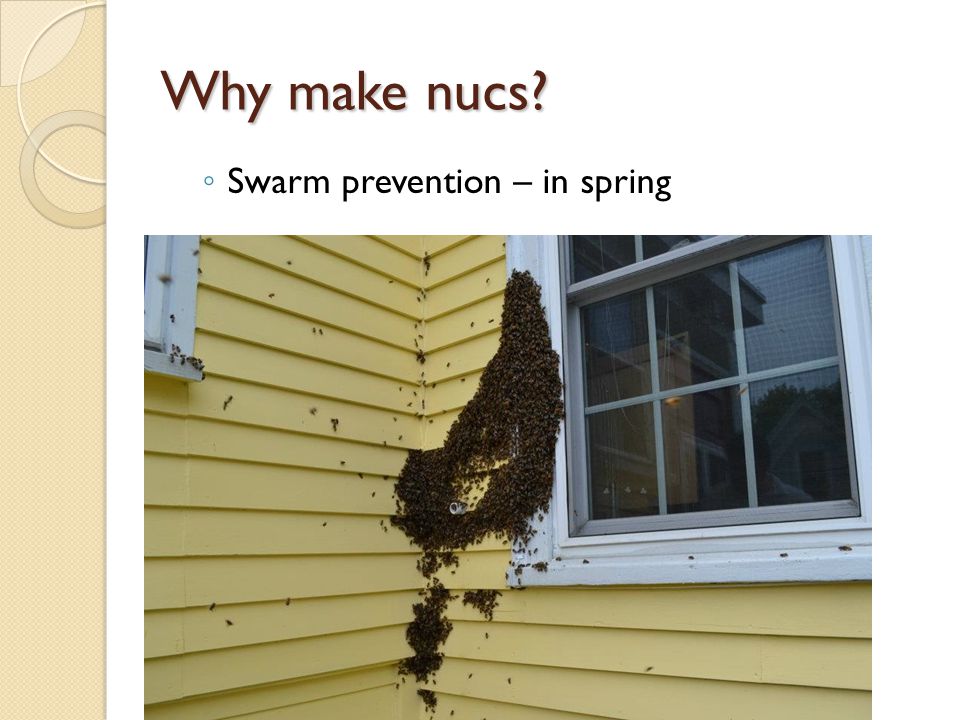 Why make nucs Swarm prevention – in spring