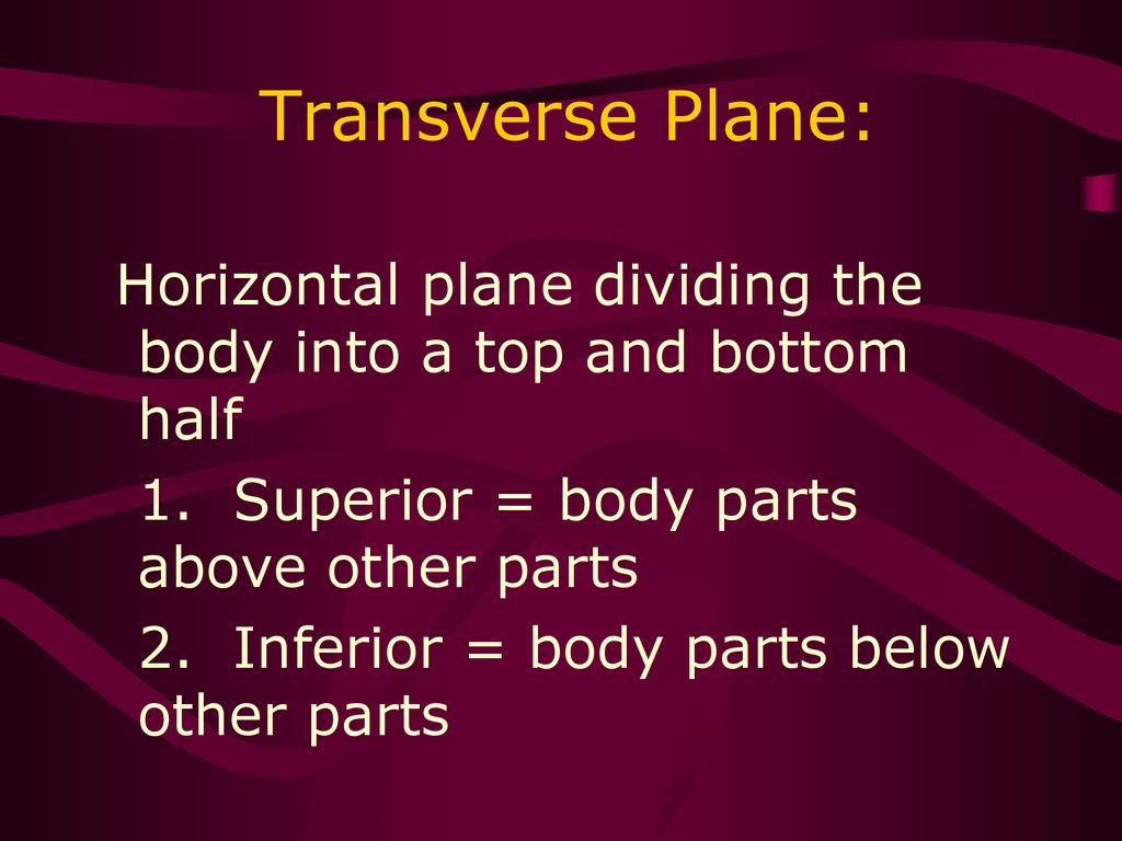 Body Planes, Directions, and Cavities Biology Diagrams