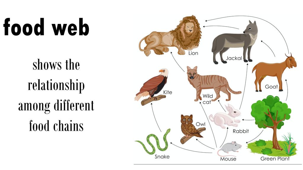 Organisms and Their Environment Biology Diagrams