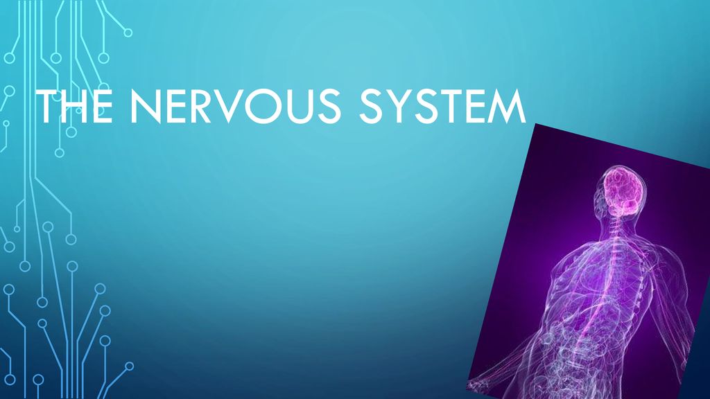 nervous-system-guide-2-divisions-of-the-nervous-system-central