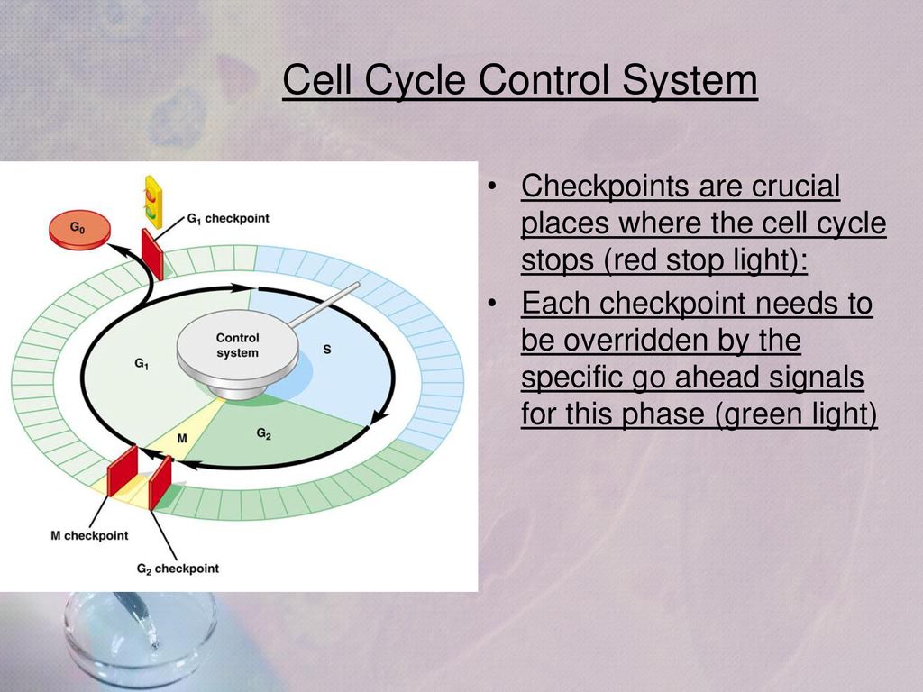Regulating the Cell Cycle & Cancer Biology Diagrams