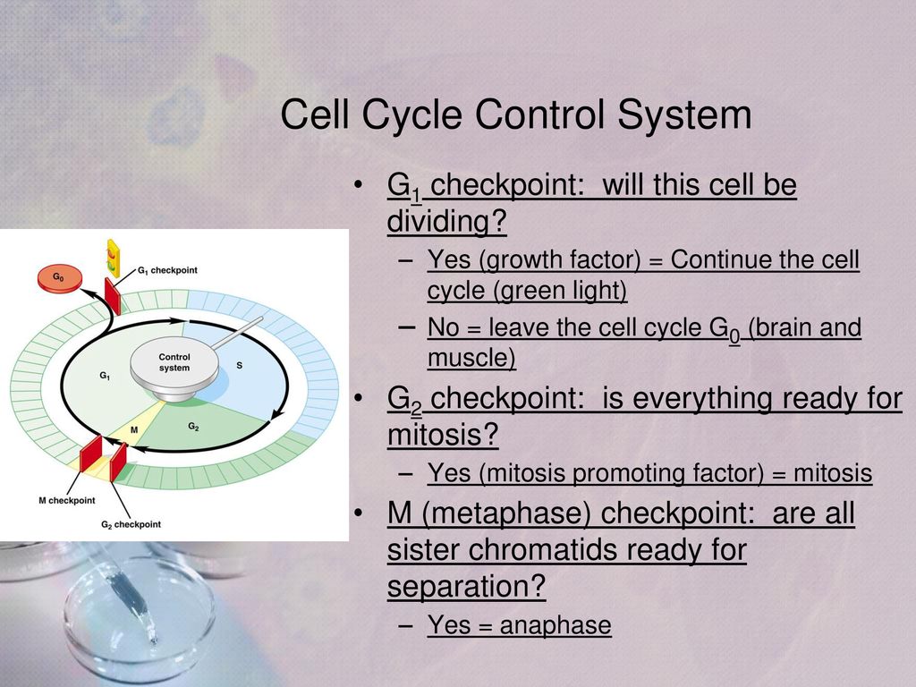 Regulating the Cell Cycle & Cancer Biology Diagrams