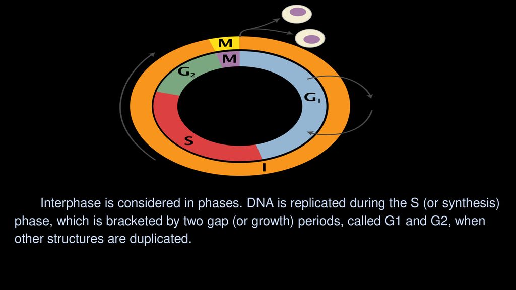 3.4 The Cell Cycle and Cell Division Biology Diagrams
