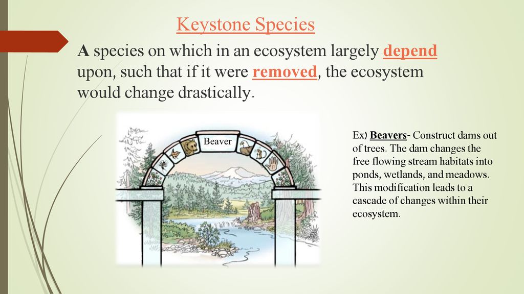 Keystone Species that Live in Ponds, Streams, & Wetlands