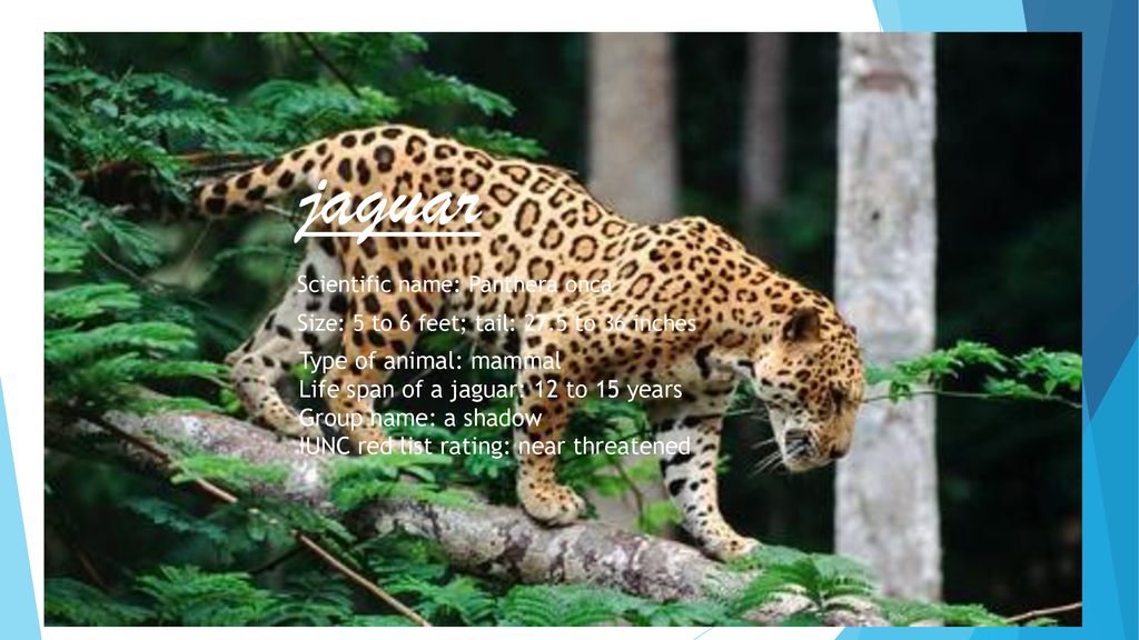 Jaguar. - ppt download