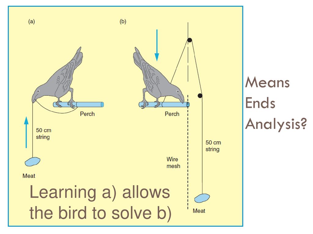 Means Ends Analysis Learning a) allows the bird to solve b)
