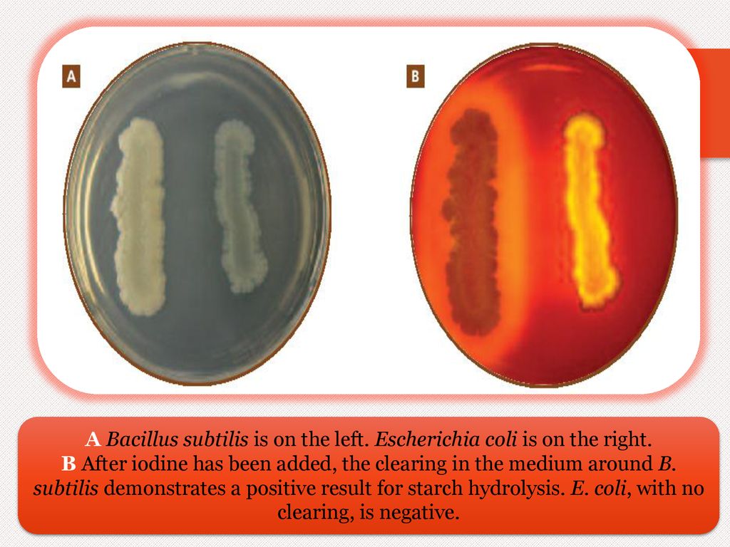 Does e coli have amylase