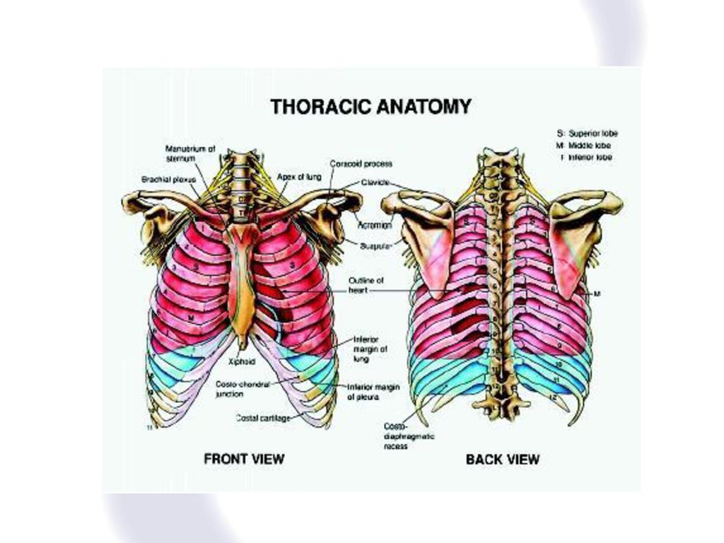 Department of Emergency Medicine Biology Diagrams