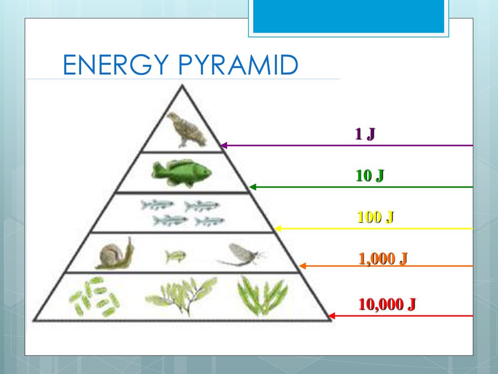 Trophic Levels, Energy transfer and Pyramids - ppt download