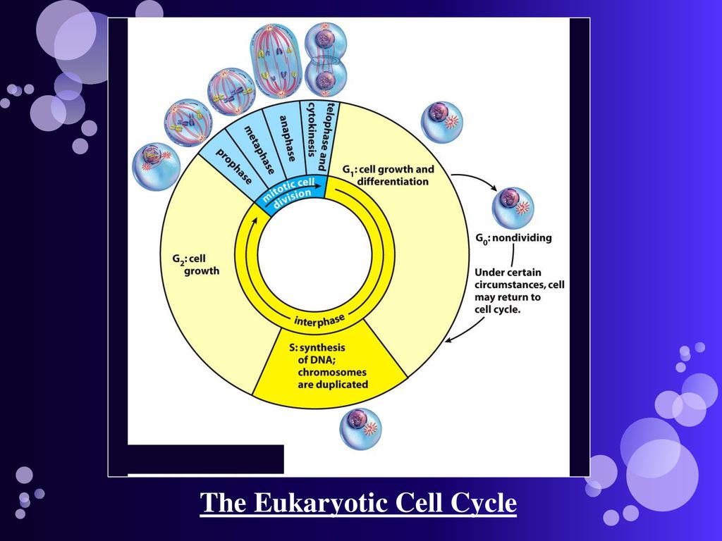 Estimating the Time Needed for Mitosis Biology Diagrams