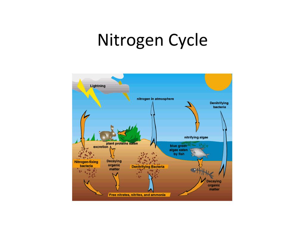 Biocycles. - ppt download