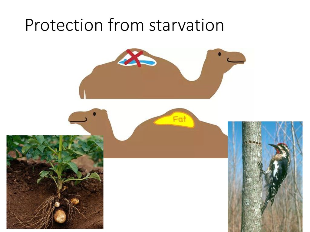 Protection from starvation