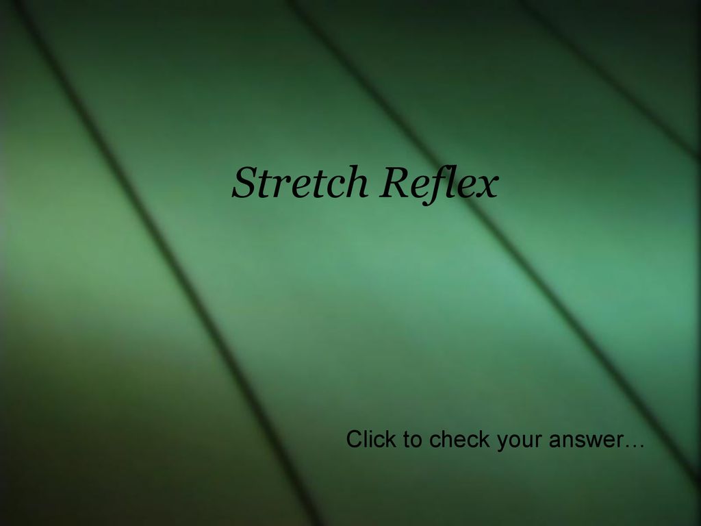 Stretch Reflex Click to check your answer…