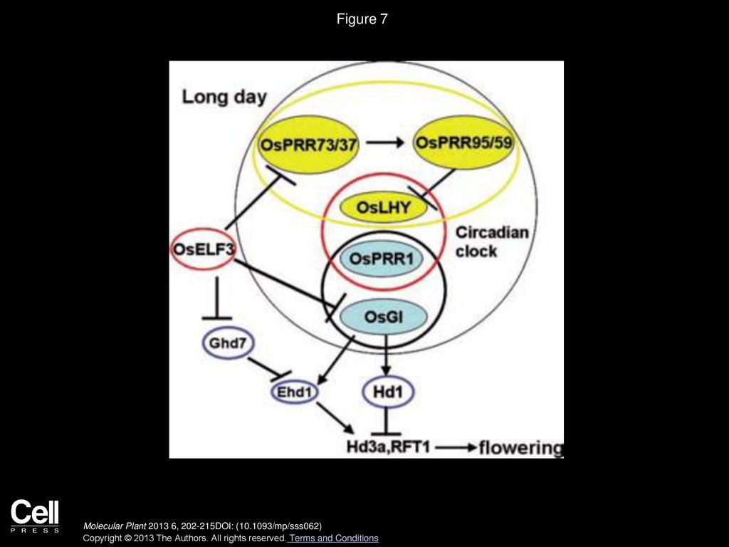 Figure 7 A Model for OsELF3-Mediated Photoperiodic Control of Flowering by Regulation of the Circadian Clock in Rice under LDs.