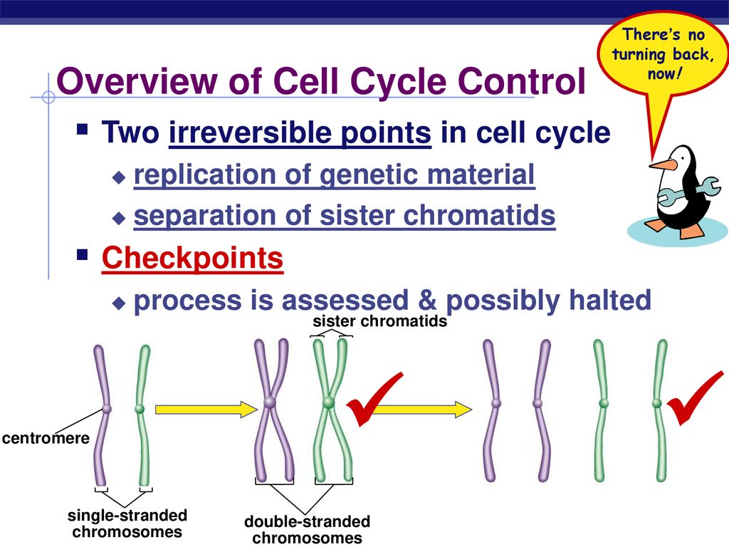 Regulation of Cell Division Biology Diagrams