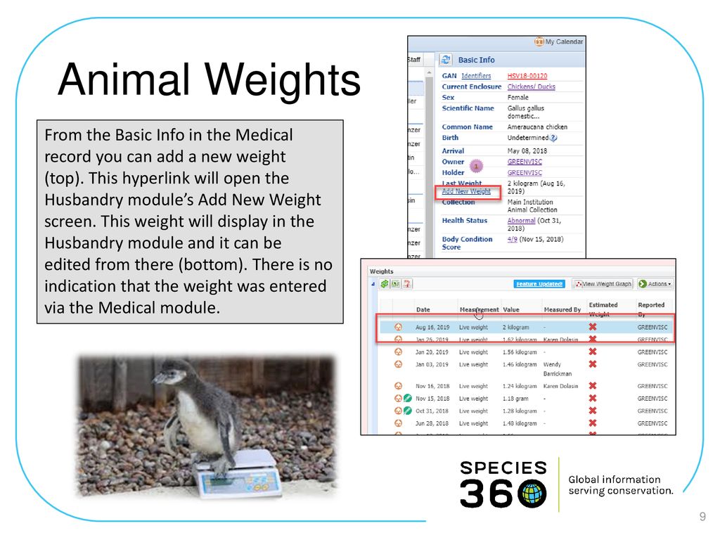 Animal Weights From the Basic Info in the Medical