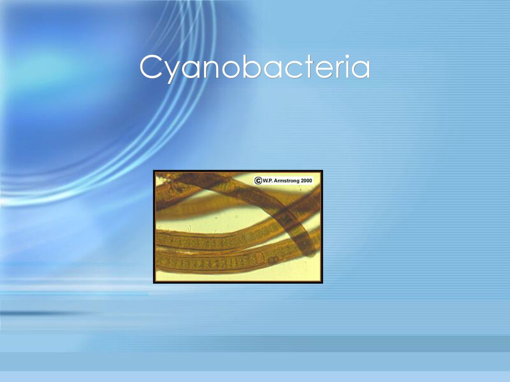 Chapter 5 The Microbial World Ppt Download chapter-5-the-microbial-world-ppt-download