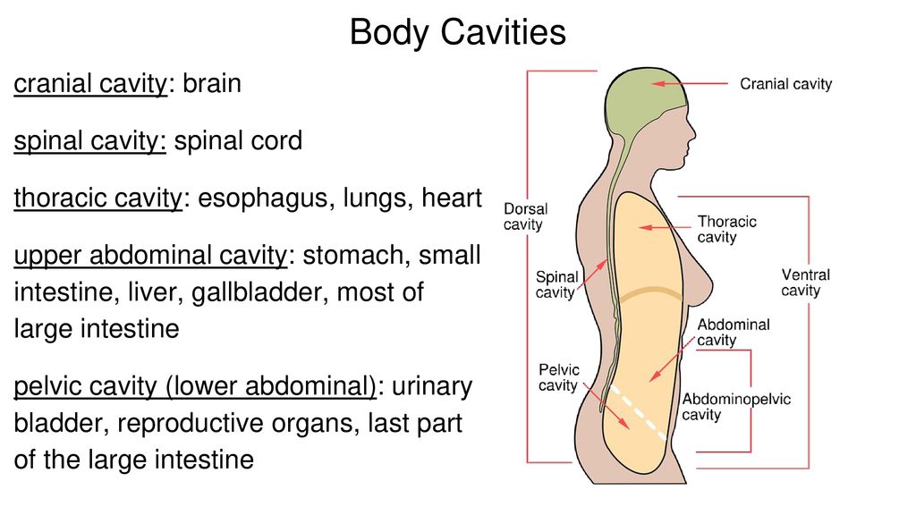 Body Planes, Directions, Cavities and Abdominal Regions - ppt download