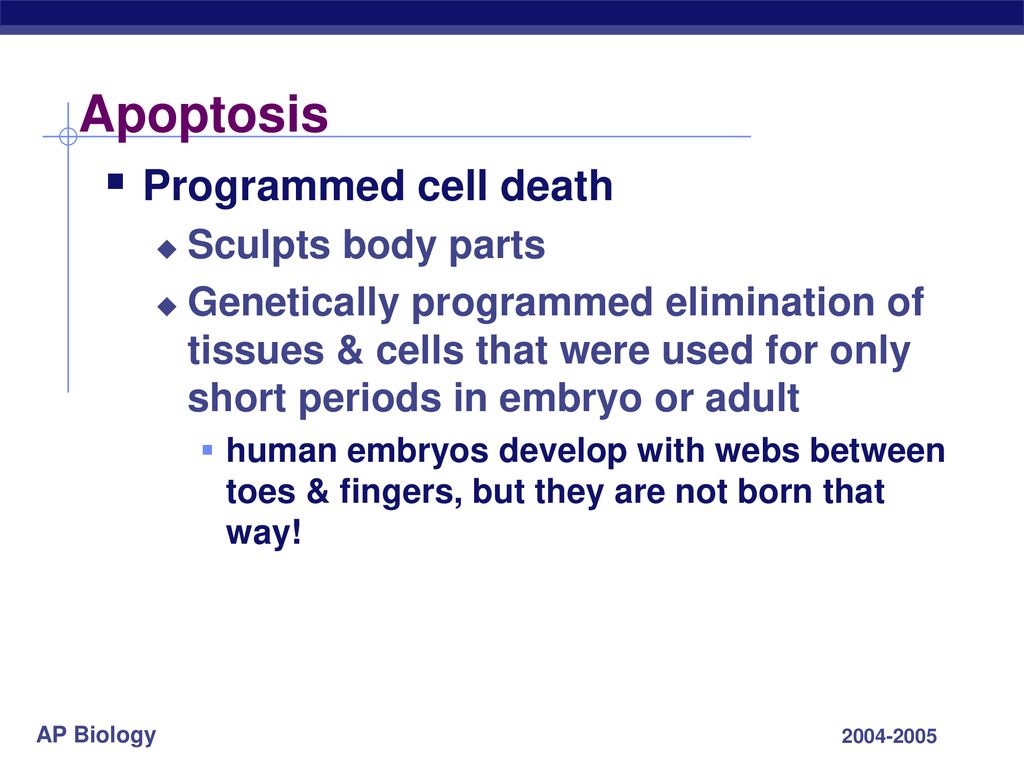 Chapter 47. Development ppt download Biology Diagrams