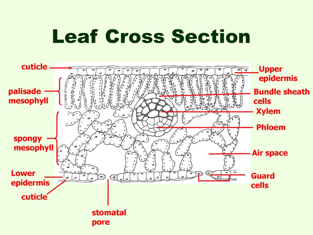 Introduction to Photosynthesis - ppt download