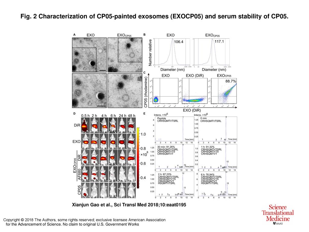 Fig. 2 Characterization of CP05-painted exosomes (EXOCP05) and serum stability of CP05.