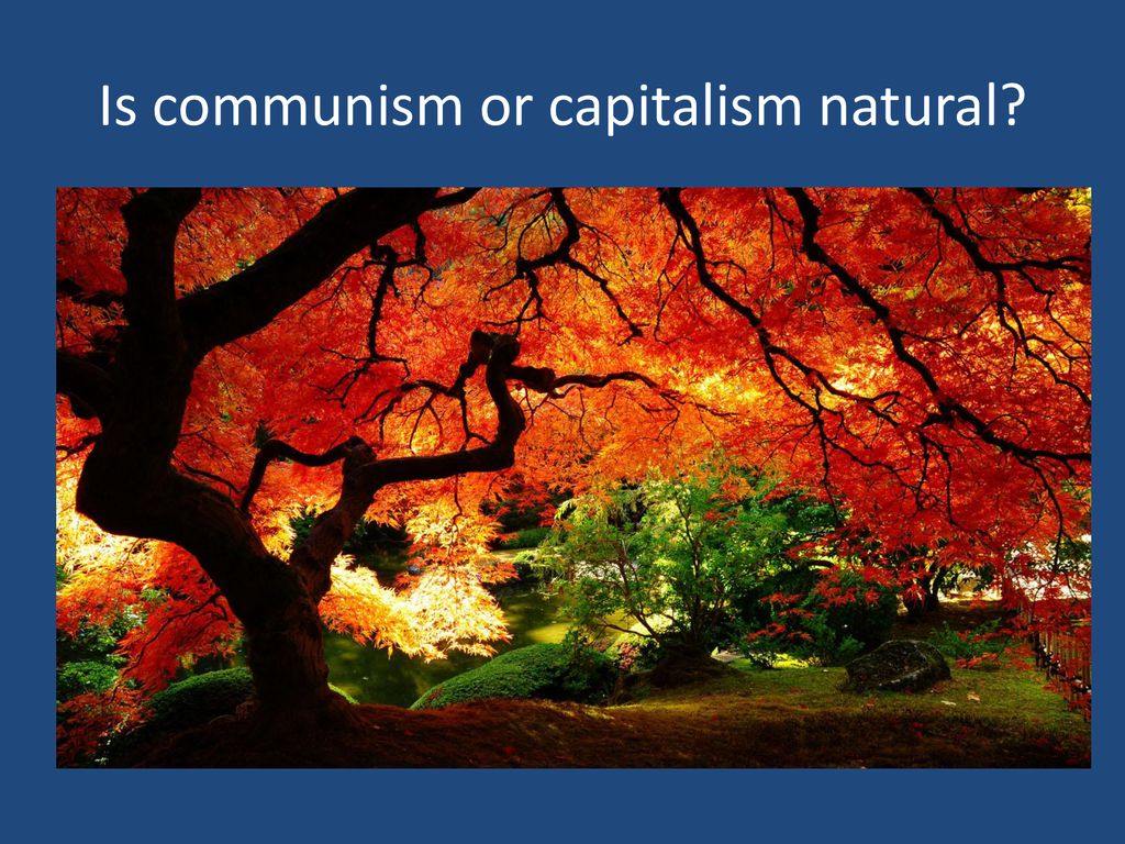 spade Blændende halvkugle Capitalism vs Socialism - ppt download