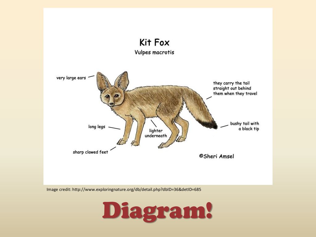 Fox org. Диаграмма лисы. Kit Fox животное. Fox перевод. Fox body Parts.