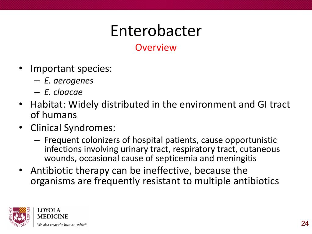 The Enterobacteriaceae: Part II - Ppt Download