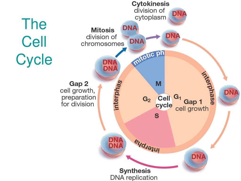 Introduction to Genetics Biology Diagrams