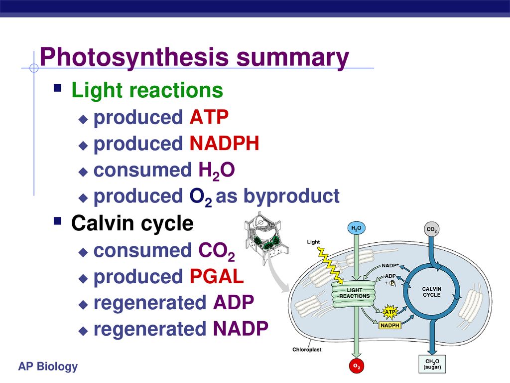 Photosynthesis: Life from Light - ppt download