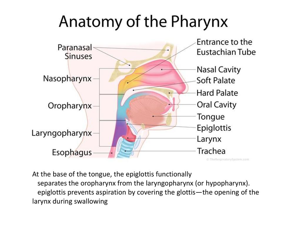 Intubation and anatomy of airway and Anesthesia apparatus - ppt download