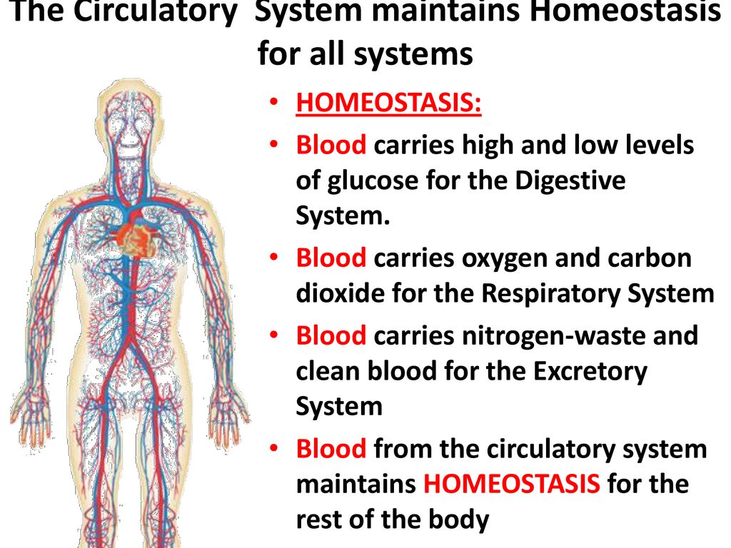How Do Systems In An Organism Maintain Homeostasis Or Balance Ppt Download