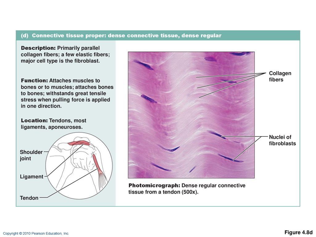 Histology Ii Mike Clark M D Ppt Download