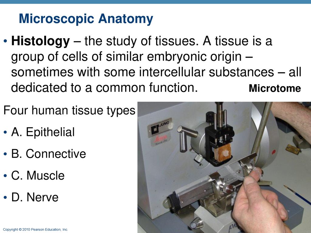 The Human Body: An Orientation: Part A Biology Diagrams