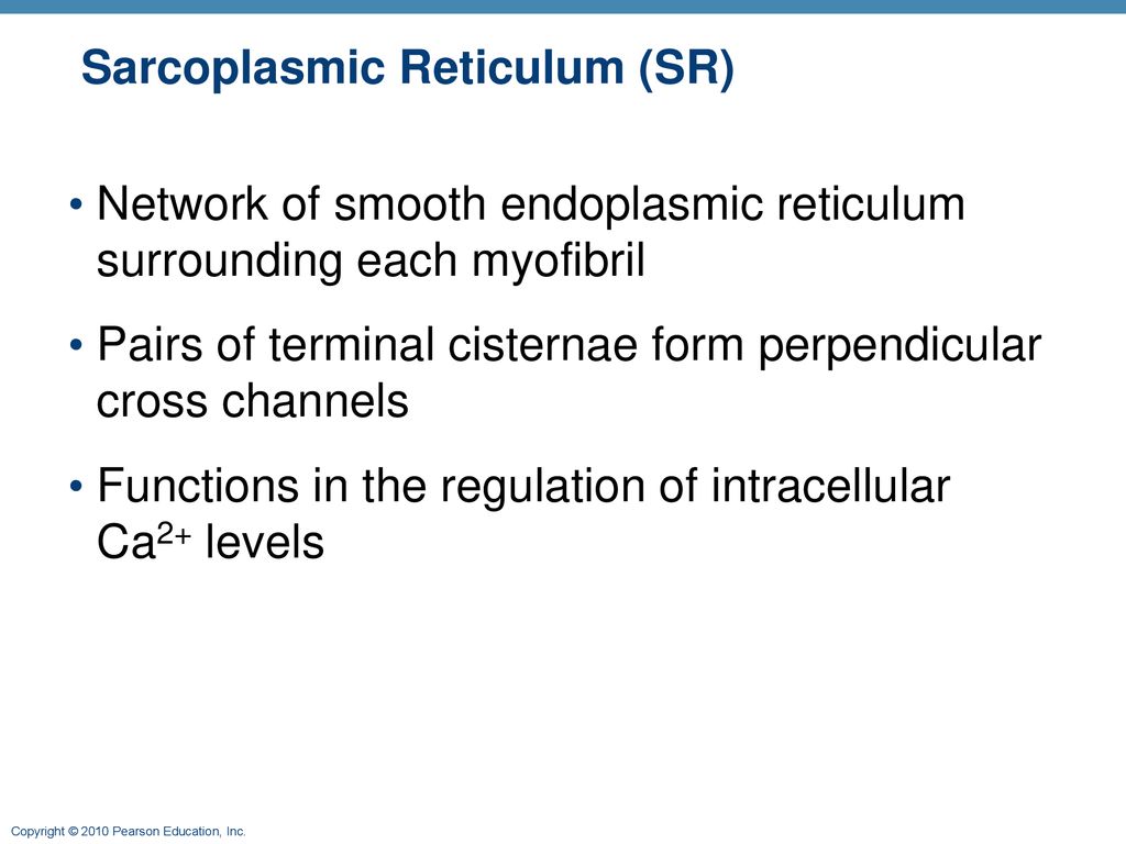 9 Muscle 1 Mike Clark, M.D.. - ppt download