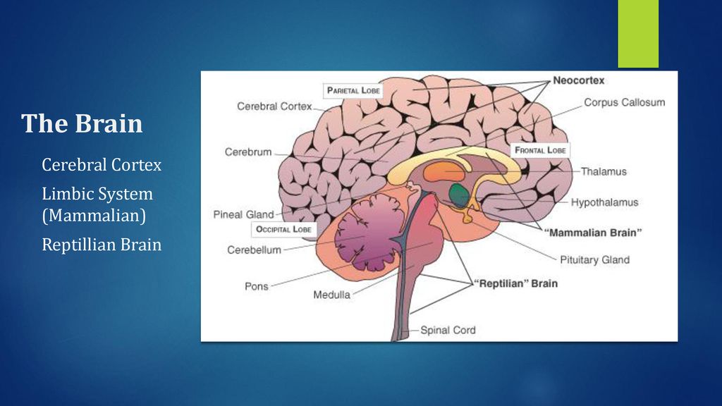The Brain Cerebral Cortex Limbic System (Mammalian) Reptillian Brain