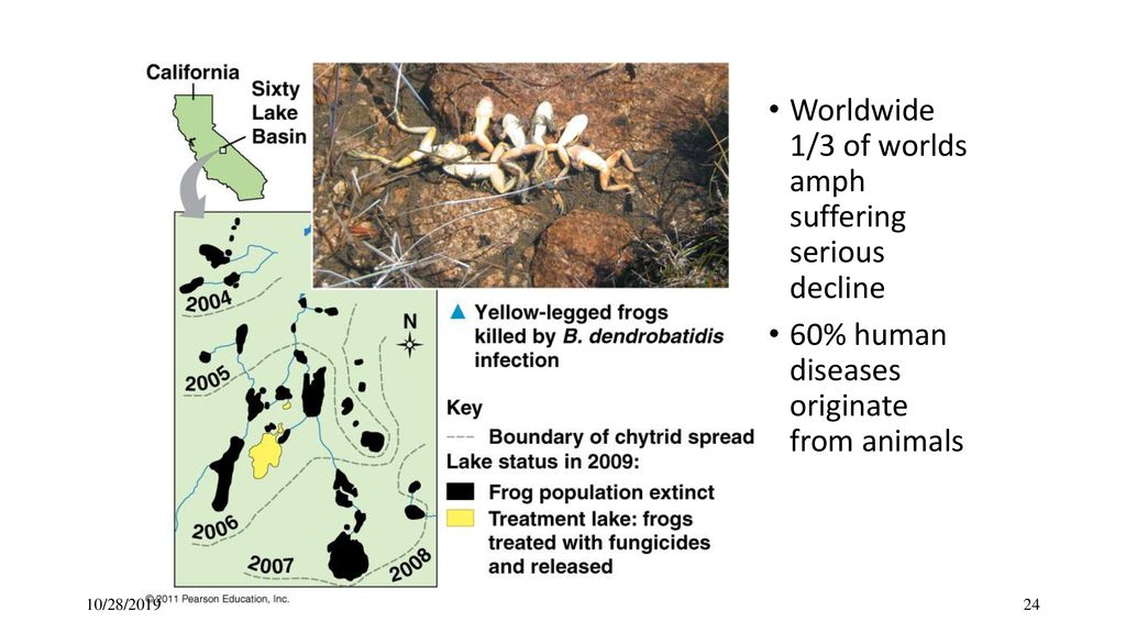 Fungi. - ppt download