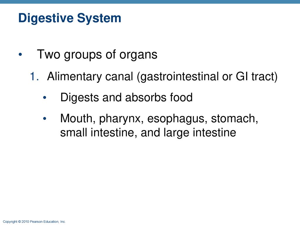 The Digestive System: Part A - ppt download